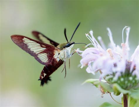 Hummingbird Clearwing Moth Nps N Lewis Shenandoah National Park Flickr