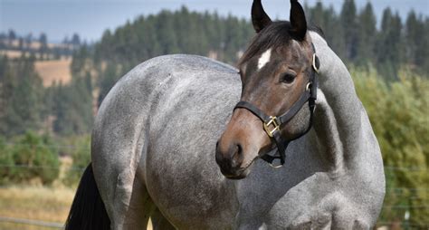 Roan Horses: Their Unique Coat Patterns Are Naturally This Stunning