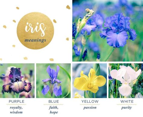 Iris Meaning and Symbolism - FTD.com