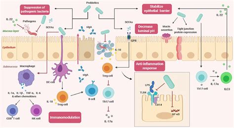 The Effects Of Probiotics On The Host SCFAs Short Chain Fatty