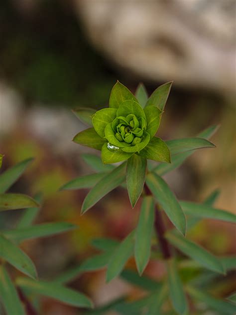 Plantfiles Pictures Euphorbia Species Spurge Euphorbia Nicaeensis