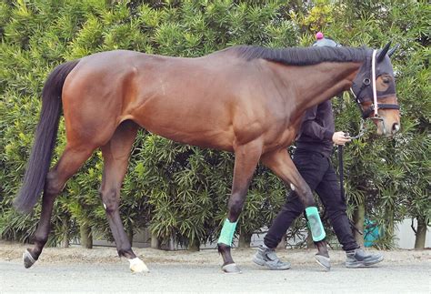 【オークス】ドゥーラ 札幌2歳s制覇の鞍上を背にオークス2週前追い切り 斎藤新騎手「操縦性がよかった」 Umatoku 馬トク