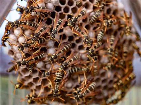 Wasp Nest Vs Bee Nest How Different Are They Really Whatbugisthat