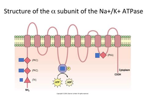 BCMB 4120 Exam 3 A Subunit Na K ATPase Diagram Quizlet