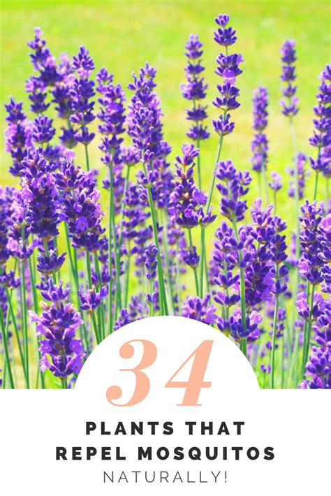 The Ultimate Guide 34 Plants That Repel Mosquitos Naturally