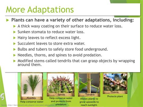 Ppt Plant Adaptations Powerpoint Presentation Free Download Id2041741