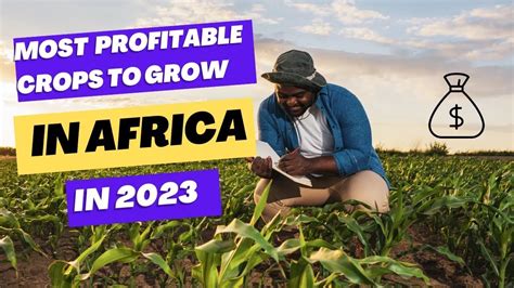 Most Profitable Crops To Grow In Africa In 2023 High Profit Crops For African Farmers Youtube