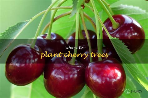 5 Best Places To Plant Cherry Trees For Maximum Blooming And Fruit