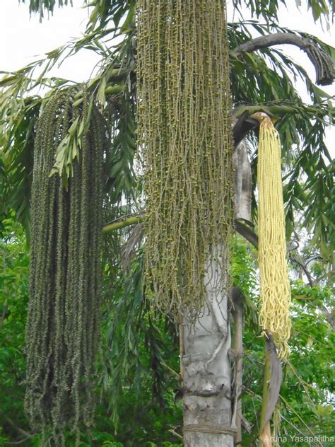 Flora Of Sri Lanka