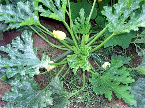 Zucchini Squash | Plants, Zucchini squash, Farm