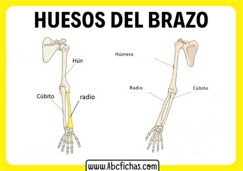 Anatomía y huesos del Brazo Humano