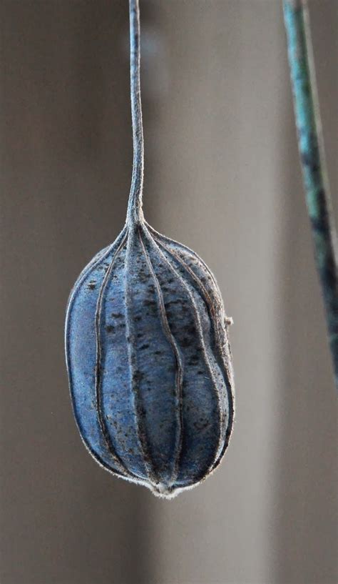 Seed Pod Seed Pods Plant Photography Seeds