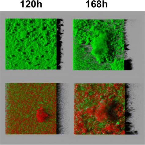 Structural Dynamics Of P Putida Kt2440 Gfp Green Monospecies Biofilm