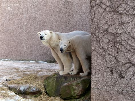 Vera Charlotte Eisbären Tiergarten Nürnberg Schau ma Flickr