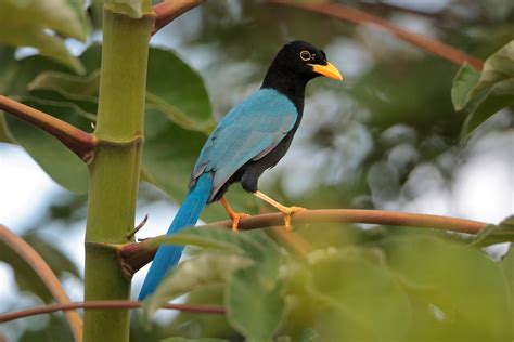 Yucatan Jay Cyanocorax Yucatanicus Texastargetbirds Co Flickr