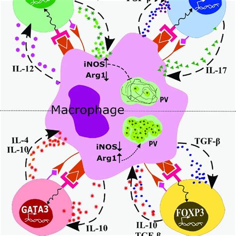 Mirna Regulation Of Leishmania Infection Tgf And Perhaps Other