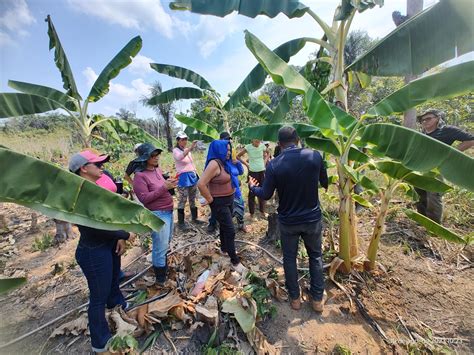 Em Autazes Idam incentiva agricultores familiares Boas Práticas na