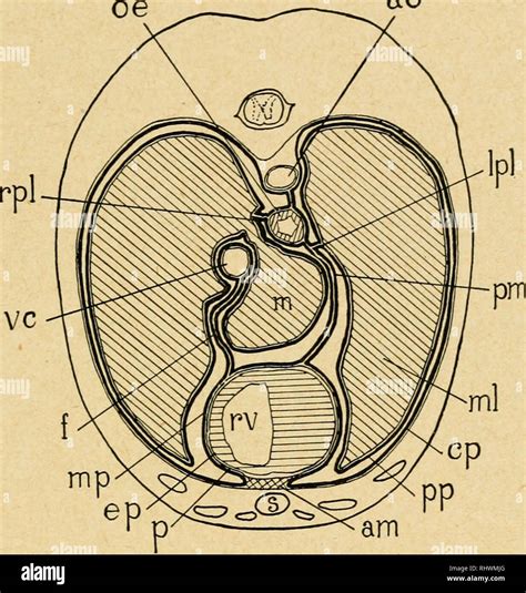 Left Atrioventricular Valve
