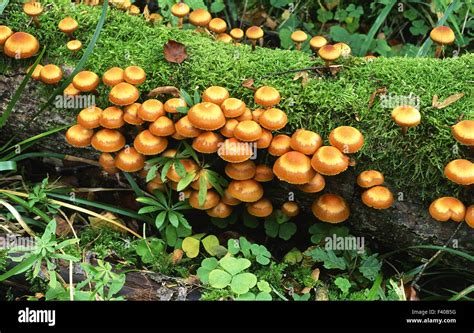 Honey Fungus Mushroom Fungus Hi Res Stock Photography And Images Alamy