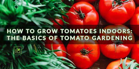 How to Grow Tomatoes Indoors | Indoor Gardening