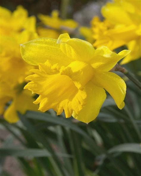 Narcissus Rijnvelds Early Sensation Bulb Peter Nyssen Buy Flower