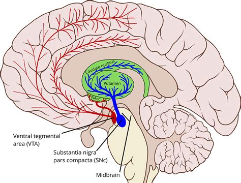 Frontiers The Dopamine System And Automatization Of Movement