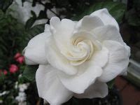 Magnolias Gardenias Ideas Planting Flowers Beautiful Flowers