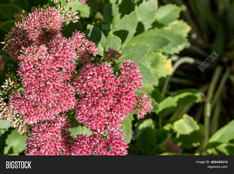 Sedum Pink Flowers Image And Photo Free Trial Bigstock