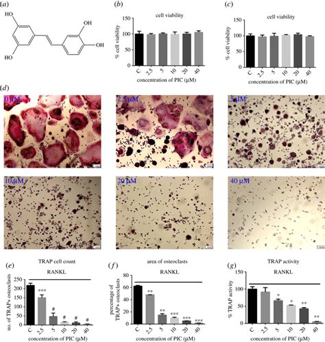 PIC Attenuates RANKL Induced Osteoclast Differentiation A The