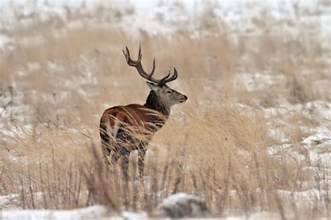 Cervus Elaphus Maral Paysage