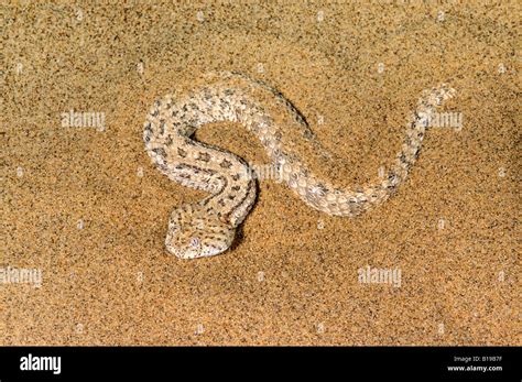 Peringuey S Adder Bitis Peringueyi Namibian Desert Namibia Africa