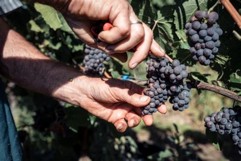 Wein Online Kaufen Wein Wirsindwinzer