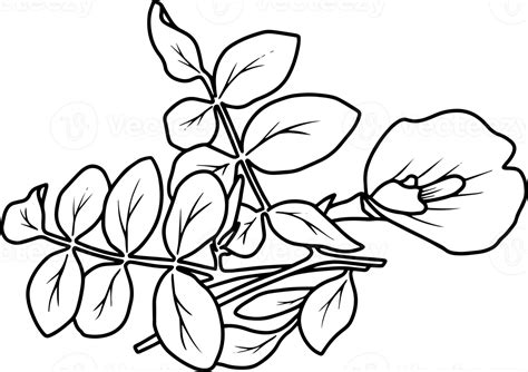 Dessin Au Trait Floral 10863958 Png