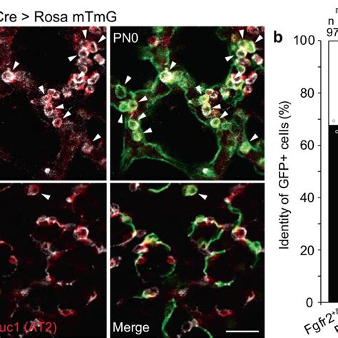 Cell Autonomous Requirement Of Fgfr2 For AT2 Fate Selection In Vivo A