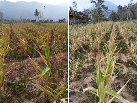 Dilanda Kemarau 10 Hektare Tanaman Jagung Di Lumbok Seminung Gagal Panen