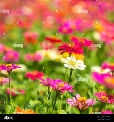 Beautiful colorful meadow flowers Stock Photo - Alamy