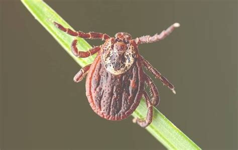 Tick Removal Miche Pest Control