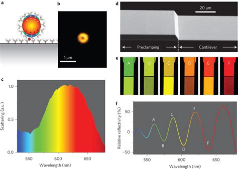 Nanoparticle Plasmon Resonance And Optical Cantilever Cavity A The Download Scientific