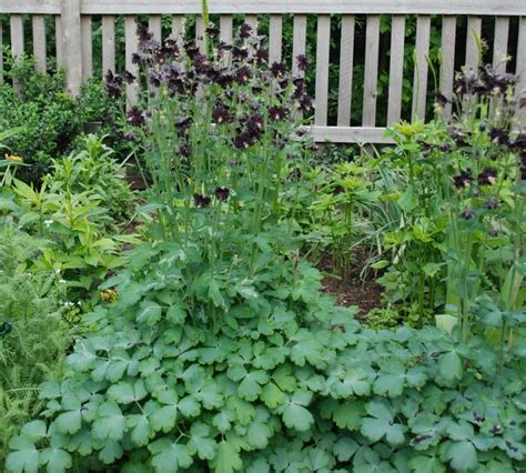 25 Columbine Black Barlow Aquilegia Seeds