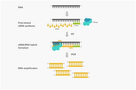 Reverse Transcription Applications Thermo Fisher Scientific Cn