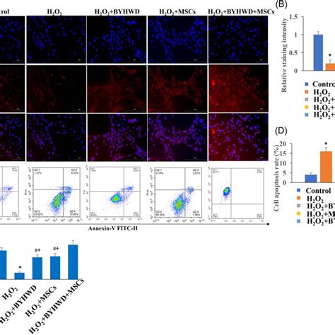 Buyang Huanwu Decoction BYHWD And Mesenchymal Stromal Cells MSCs