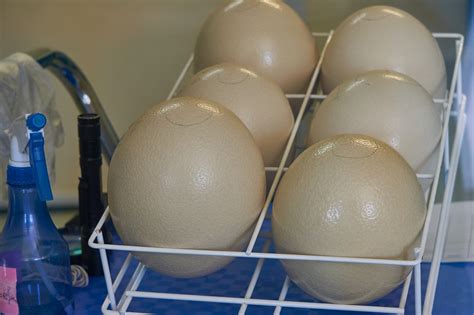 Egg Ostrich Eggs Incubator Breed Hatch Free Image From