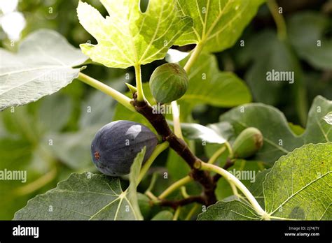Mature Figs Hi Res Stock Photography And Images Alamy