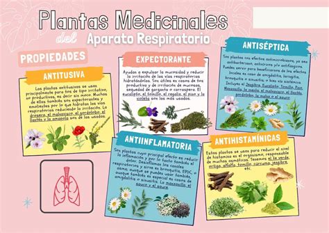 Plantas Medicinales Para El Aparato Urinario Alivia Las Infecciones De