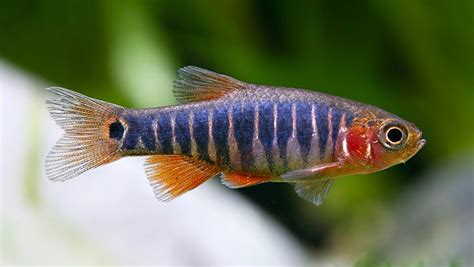 Danios Small And Colourful Fish For Your Freshwater Aquarium Aquafood