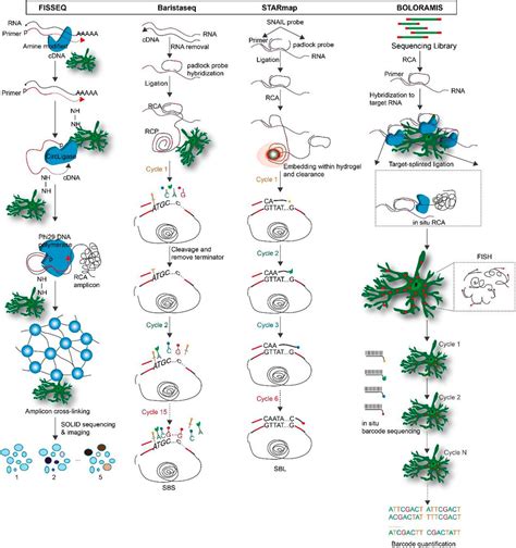 Frontiers Application Of Spatial Transcriptome Technologies To