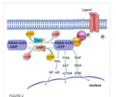 Kras突变nsclc——光明就在隧道的尽头非小细胞肺癌抑制剂基因研究 健康界