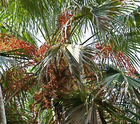 Saribus rotundifolius (Arecaceae) image 75423 at PhytoImages.siu.edu