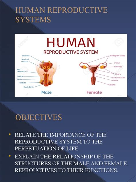 Lesson 3 Human Reproductive System Pdf