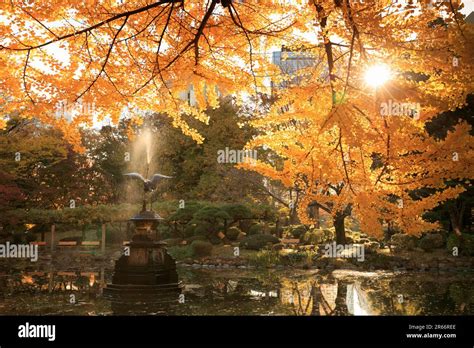 Hibiya park autumn leaves Stock Photo - Alamy